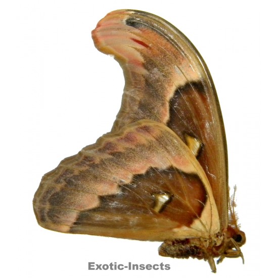 Attacus crameri