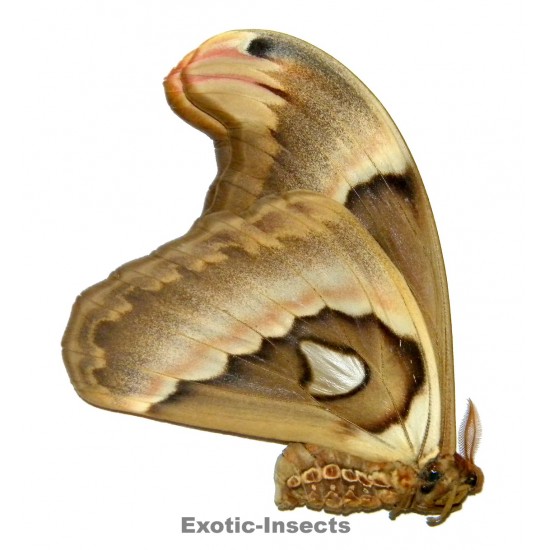 Attacus crameri
