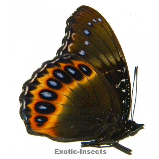 Hypolimnas pandarus pandarus