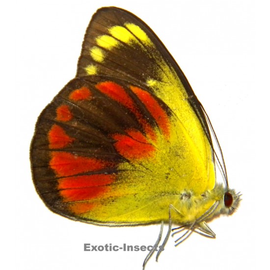 Delias caeneus