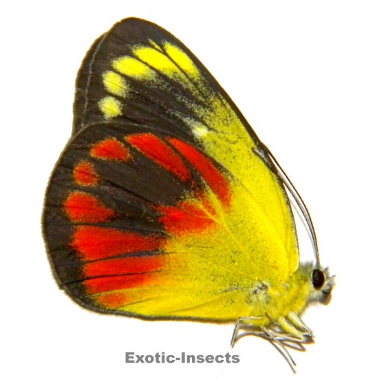 Delias caeneus