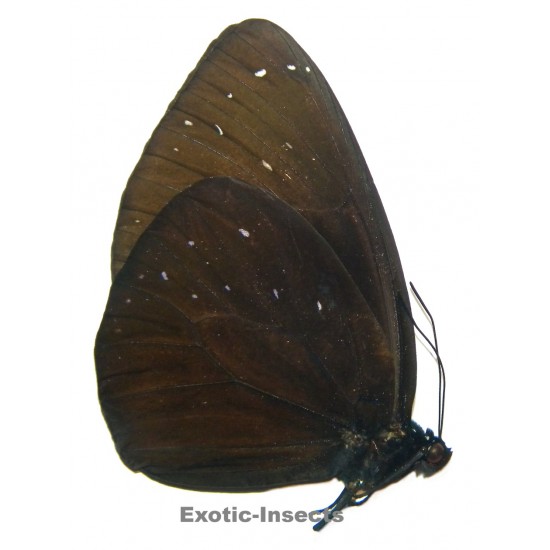 Euploea phaenareta