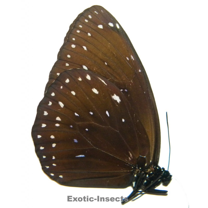 Euploea phaenareta