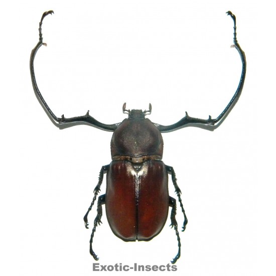 Euchirus longimanus (60-64mm)