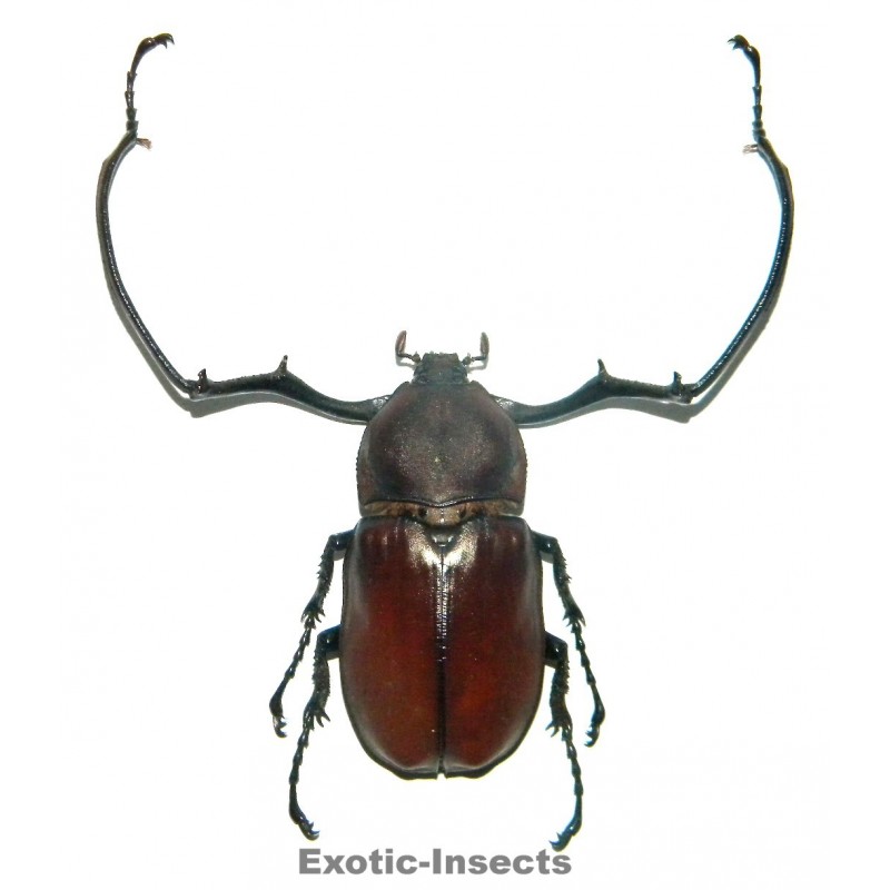Euchirus longimanus (75-79mm)