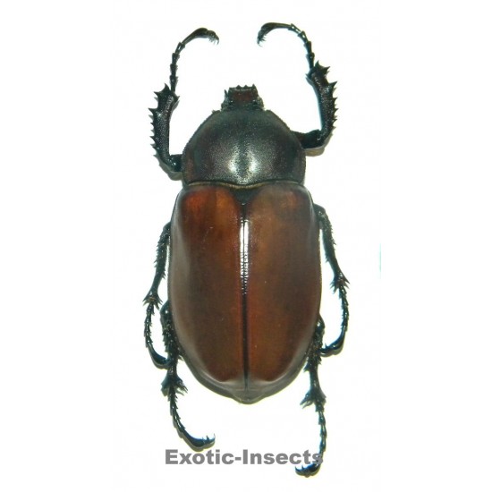 Euchirus longimanus