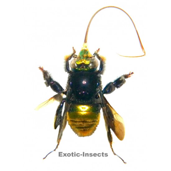 Euglossa sp.01