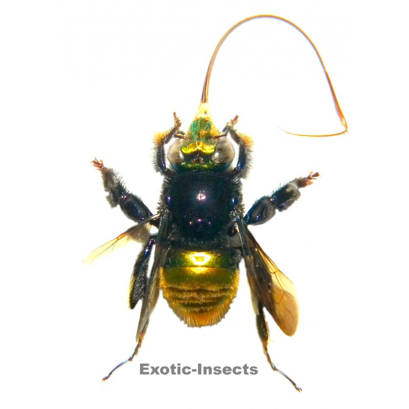 Euglossa sp.01