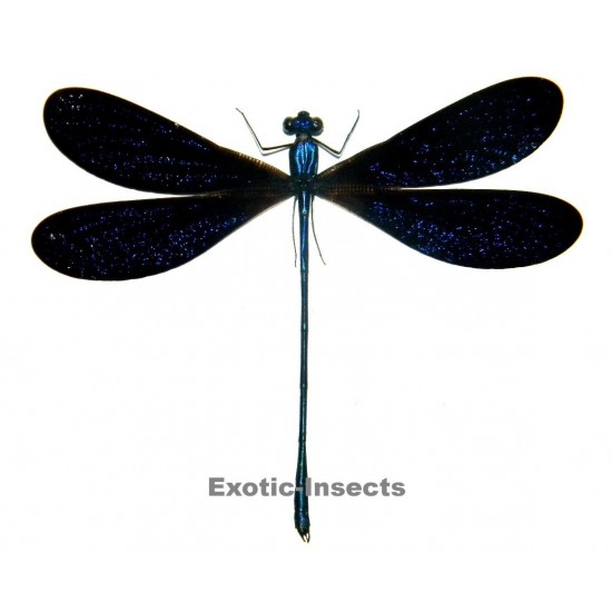 Vestalis luctuosa