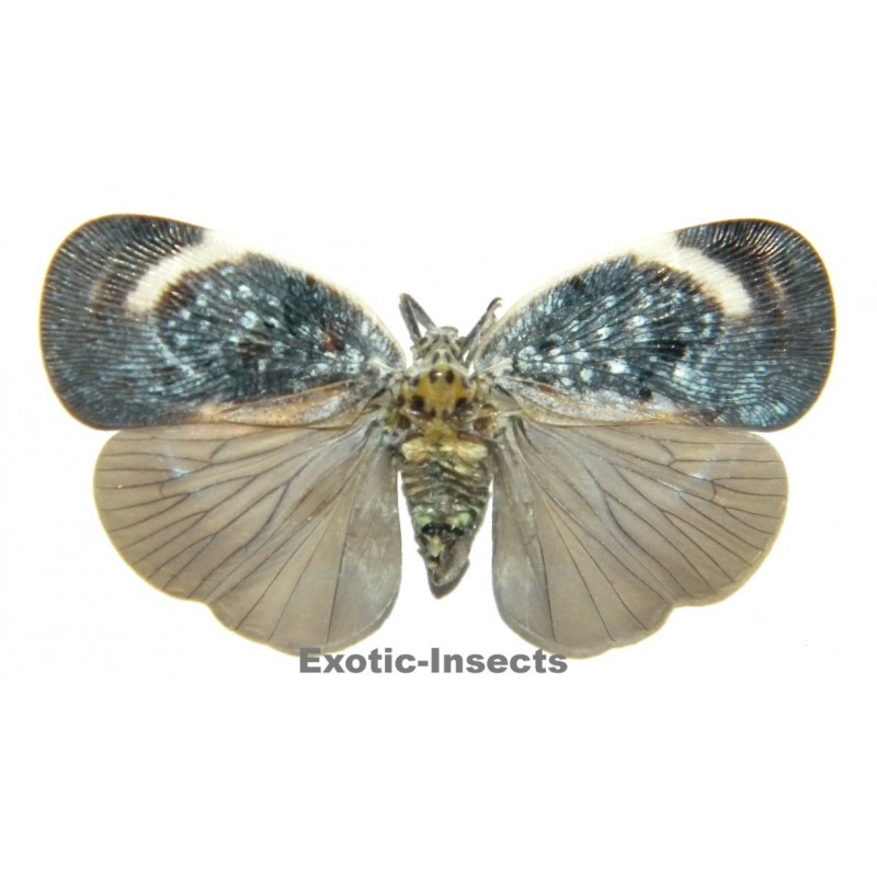 Bythopsyrna tineoides