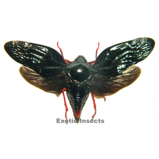 Cercopidae sp.18