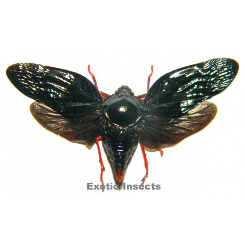 Cercopidae sp.18