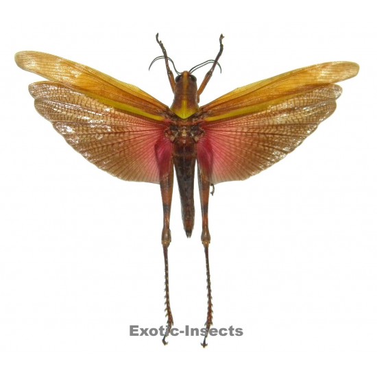 Valanga nigricornis melanocornis