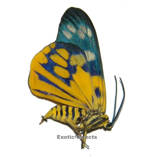 Psaphis euschemoides javanicus