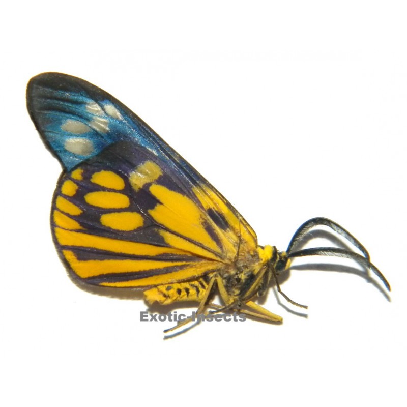 Psaphis euschemoides javanicus