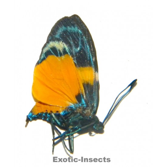 Eterusia angustipennis gaedei