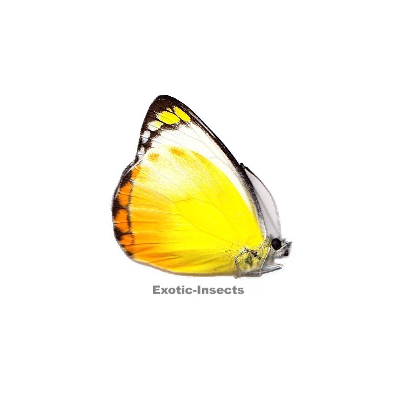 Delias ennia multicolor