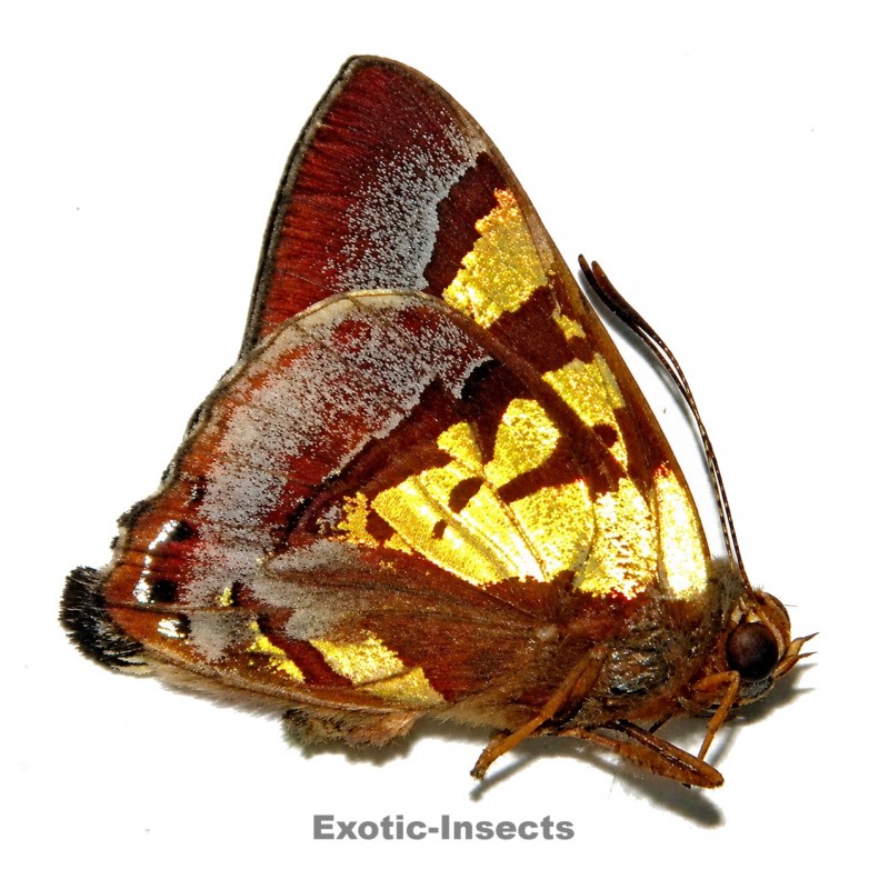 Hypochrysops chrysargyrus