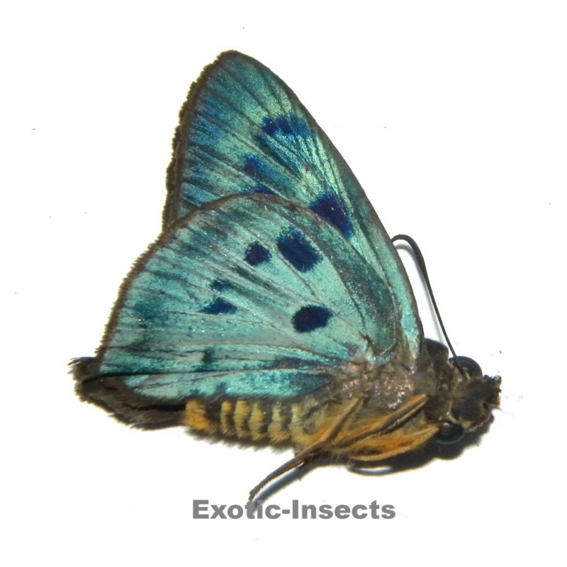 Hasora subcaelestis