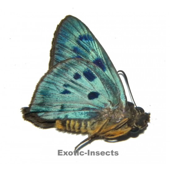 Hasora subcaelestis