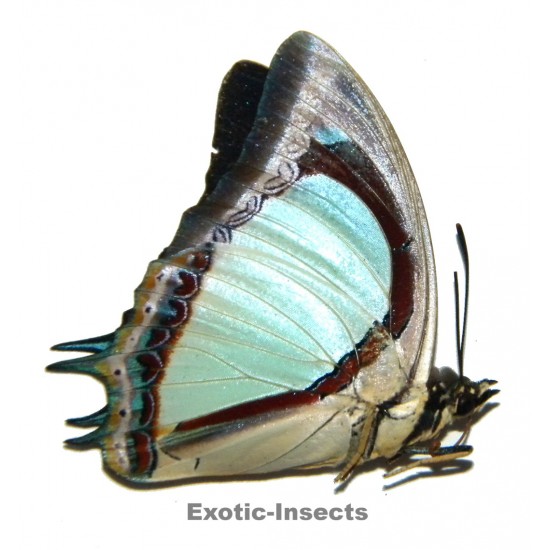 Polyura jalysus jalysus