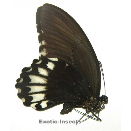 Papilio jordani