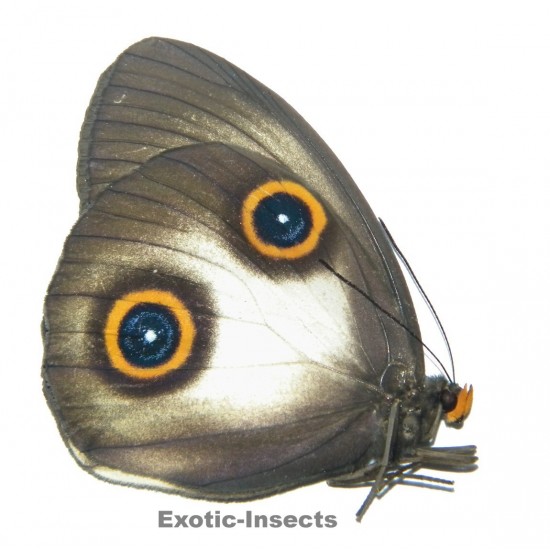 Taenaris urania pandemos