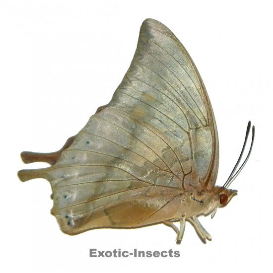 Charaxes elwesi pugnax
