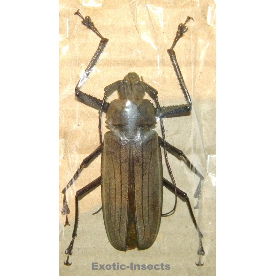 Xixuthrus microcerus (77mm)