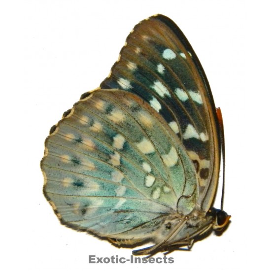 Lexias dirtea chalcednides