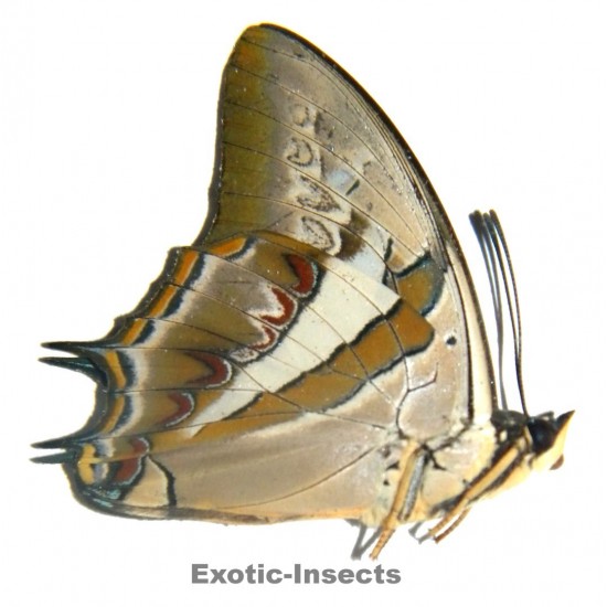 Polyura schreiber schreiber