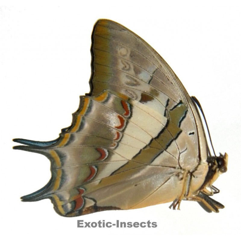 Polyura schreiber schreiber
