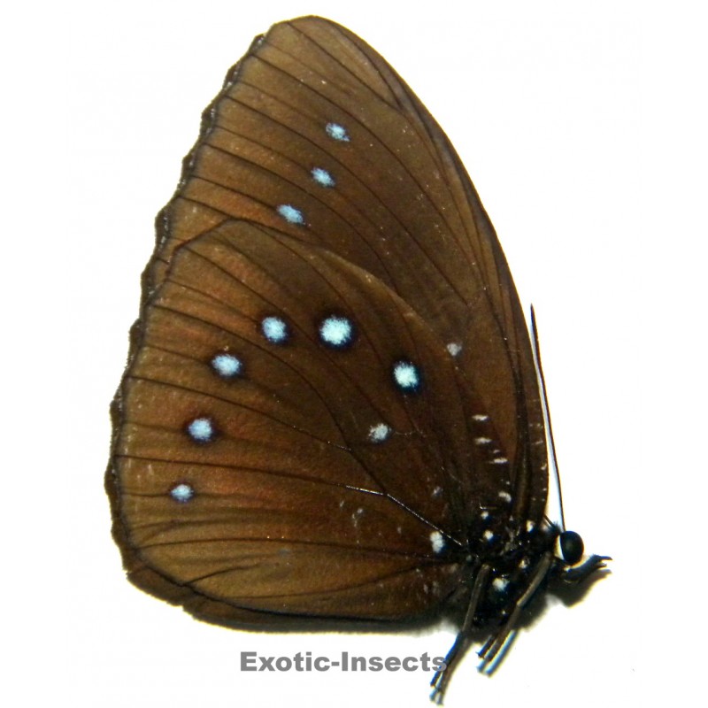 Elymnias umbratilis