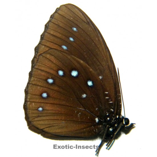 Elymnias umbratilis