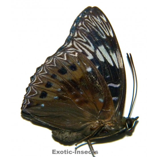 Dichorragia nesimachus...