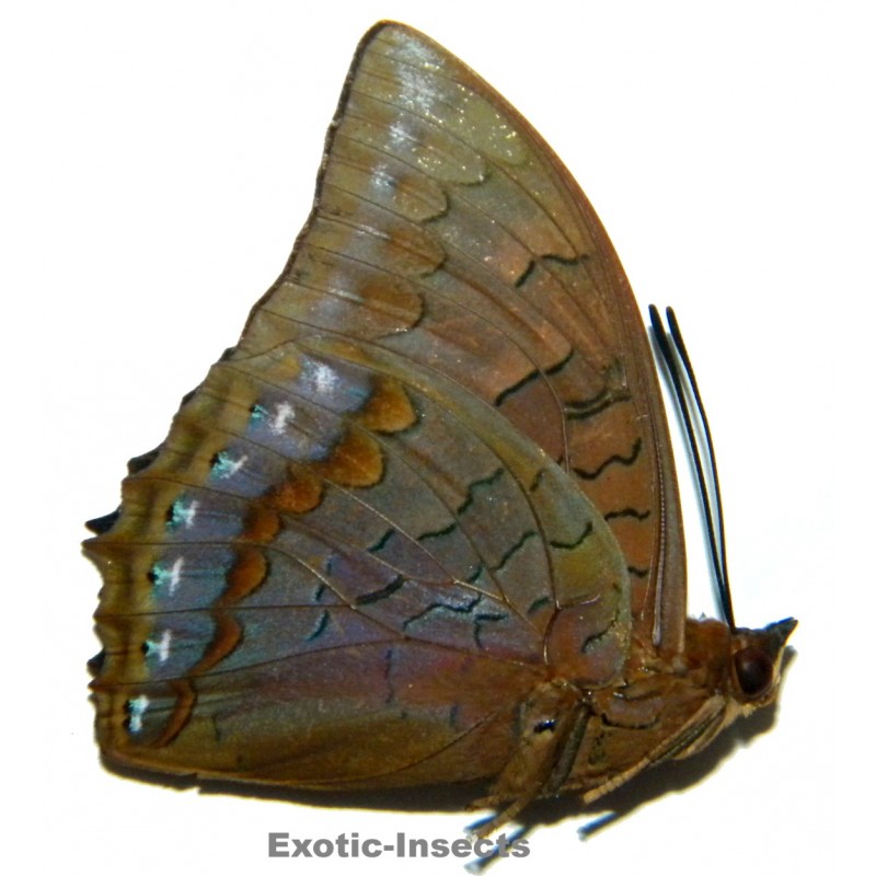 Charaxes latona papuensis