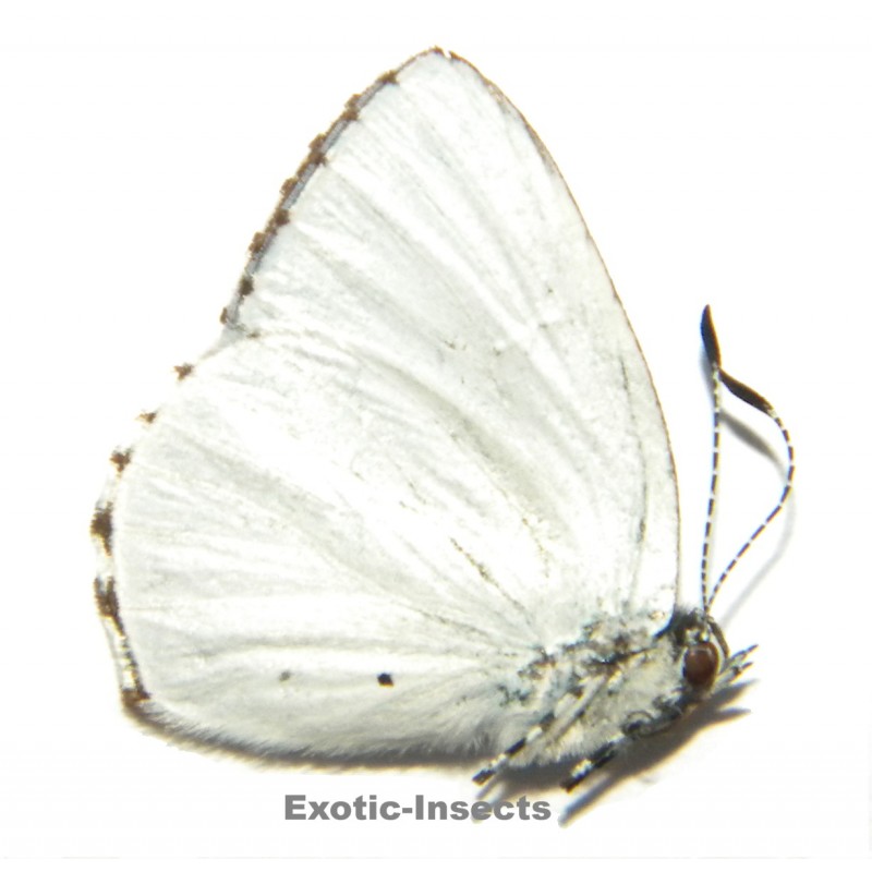 Philiris ilias