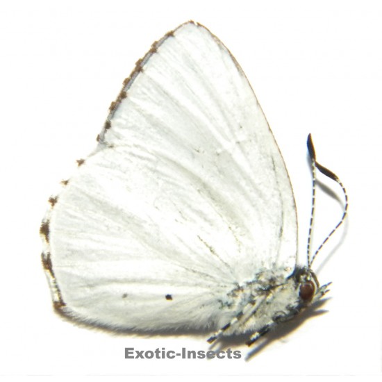 Philiris ilias