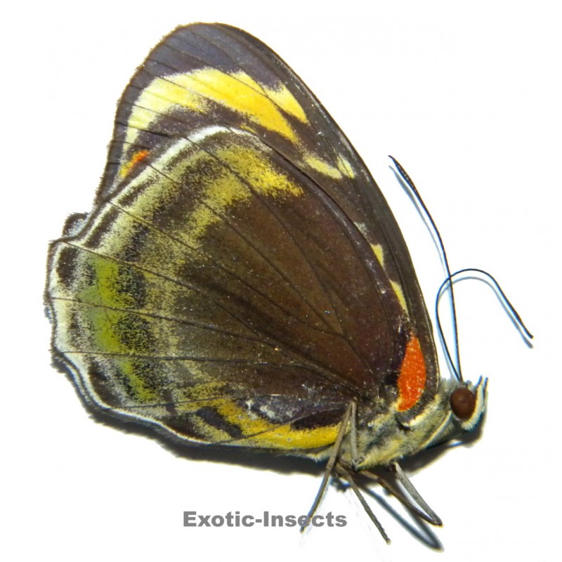 Mynes geoffroyi aureodiscus