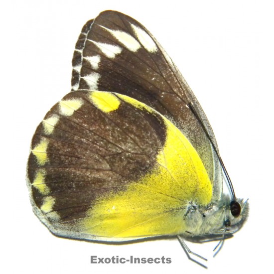 Delias hempeli hempeli  SPECIMEN 3