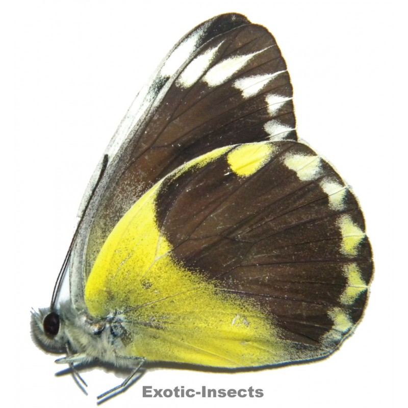 Delias hempeli hempeli  SPECIMEN 3