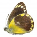 Delias hempeli hempeli