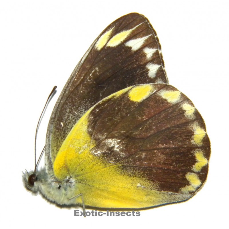 Delias hempeli hempeli