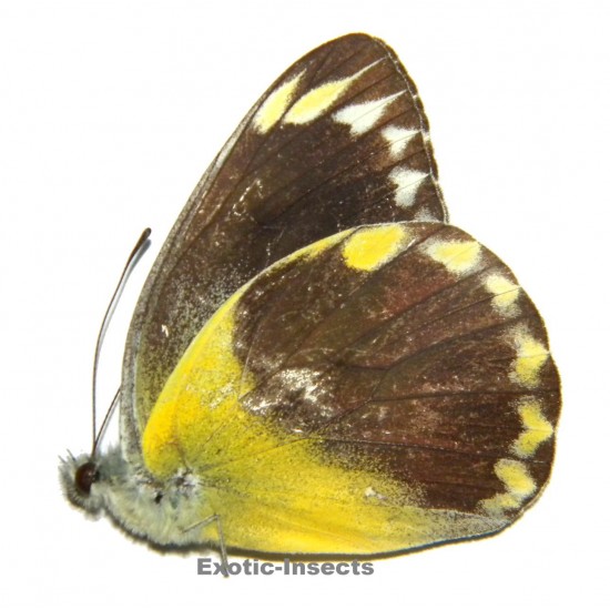Delias hempeli hempeli
