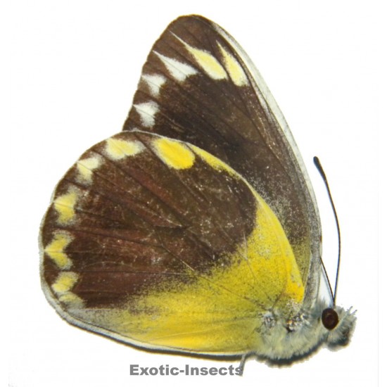 Delias hempeli hempeli
