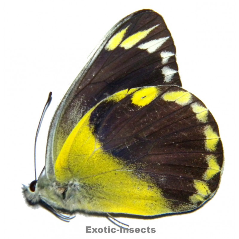 Delias hempeli hempeli  SPECIMEN 5