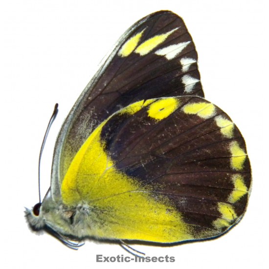 Delias hempeli hempeli  SPECIMEN 5