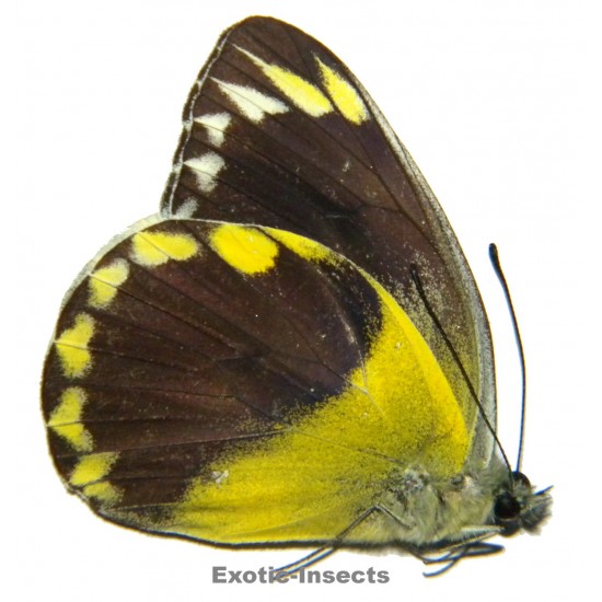 Delias hempeli hempeli  SPECIMEN 5