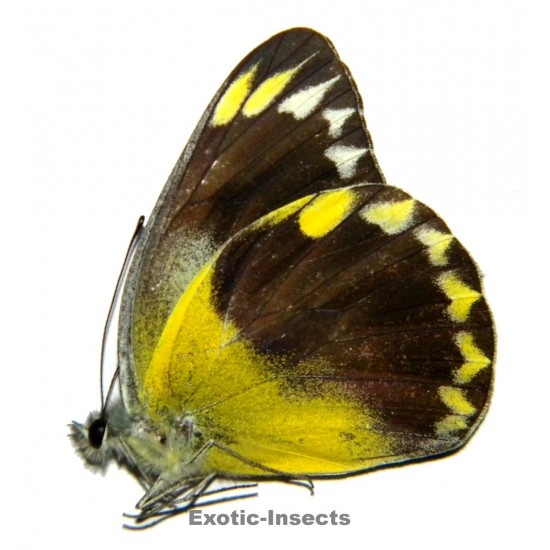 Delias hempeli hempeli  SPECIMEN 4