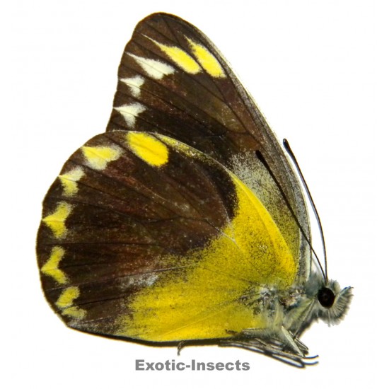 Delias hempeli hempeli  SPECIMEN 4